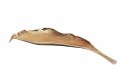 PATERA MISA LEAF 64 cm ZŁOTA - aluminium Invicta Interior INVICTA NA SŁODYCZE OWOCE PATERA MISA LEAF 64 cm ZŁOTA - aluminium Invicta Interior INVICTA NA SŁODYCZE OWOCE