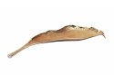 PATERA MISA LEAF 64 cm ZŁOTA - aluminium Invicta Interior INVICTA NA SŁODYCZE OWOCE PATERA MISA LEAF 64 cm ZŁOTA - aluminium Invicta Interior INVICTA NA SŁODYCZE OWOCE