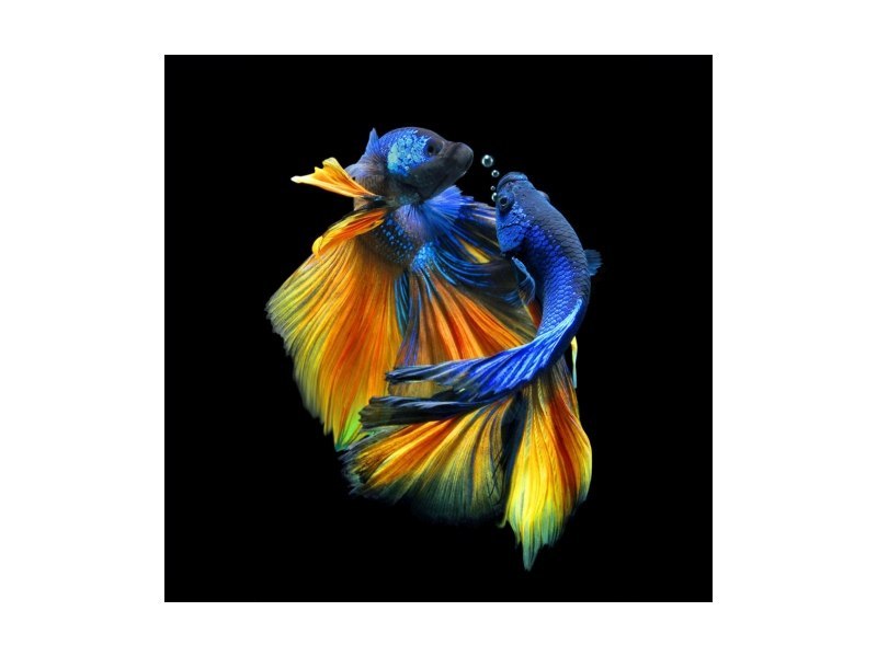 OBRAZ BETTA I 80X80 OBRAZ BETTA I 80X80