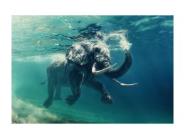 SIGNAL OBRAZ ELEPHANT 120X80 - obraz na szkle hartowanym - słoń pod wodą, szary morski