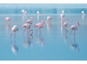 SIGNAL OBRAZ FLAMINGOS 120X80 - obraz na szkle hartowanym - flamingi, niebieski biały róż SIGNAL OBRAZ FLAMINGOS 120X80 - obraz na szkle hartowanym - flamingi, niebieski biały róż