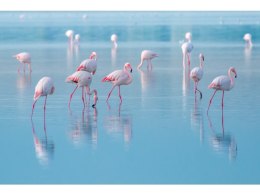 SIGNAL OBRAZ FLAMINGOS 120X80 - obraz na szkle hartowanym - flamingi, niebieski biały róż