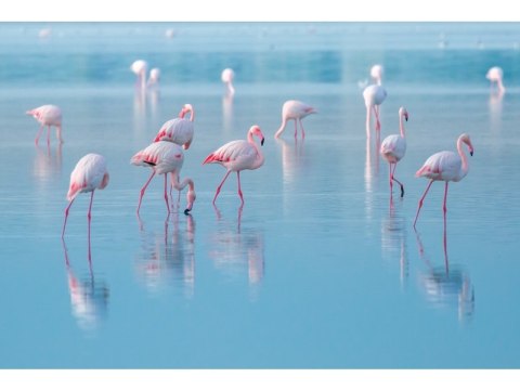 SIGNAL OBRAZ FLAMINGOS 120X80 - obraz na szkle hartowanym - flamingi, niebieski biały róż