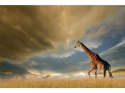 SIGNAL OBRAZ GIRAFFE 120X80 - obraz na szkle hartowanym - żyrafa, niebieski, odcienie beżu SIGNAL OBRAZ GIRAFFE 120X80 - obraz na szkle hartowanym - żyrafa, niebieski, odcienie beżu