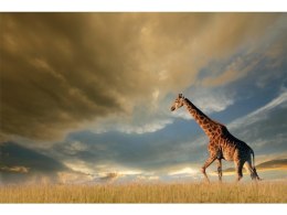 SIGNAL OBRAZ GIRAFFE 120X80 - obraz na szkle hartowanym - żyrafa, niebieski, odcienie beżu