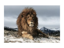 OBRAZ LION 120X80 - obraz na szkle hartowanym - lew