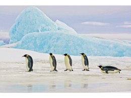 SIGNAL OBRAZ PENGUINS 120X80 - obraz na szkle hartowanym, pingwiny biały, czarny, błękitny