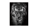 SIGNAL OBRAZ TIGER 80X120 - obraz na szkle hartowanym, tygrys czarno biały SIGNAL OBRAZ TIGER 80X120 - obraz na szkle hartowanym, tygrys czarno biały
