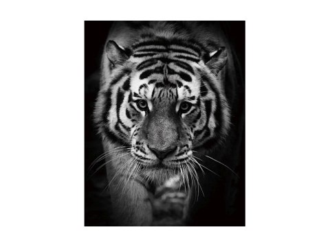 SIGNAL OBRAZ TIGER 80X120 - obraz na szkle hartowanym, tygrys czarno biały SIGNAL OBRAZ TIGER 80X120 - obraz na szkle hartowanym, tygrys czarno biały