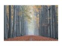SIGNAL OBRAZ TREES II 120X80 - obraz na szkle hartowanym, las liściasty, aleja drzew