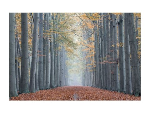 SIGNAL OBRAZ TREES II 120X80 - obraz na szkle hartowanym, las liściasty, aleja drzew