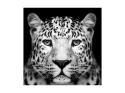 SIGNAL OBRAZ PANTHER 80X80 - obraz na szkle hartowanym, pantera czarno biały SIGNAL OBRAZ PANTHER 80X80 - obraz na szkle hartowanym, pantera czarno biały