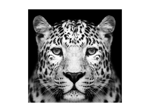 SIGNAL OBRAZ PANTHER 80X80 - obraz na szkle hartowanym, pantera czarno biały SIGNAL OBRAZ PANTHER 80X80 - obraz na szkle hartowanym, pantera czarno biały