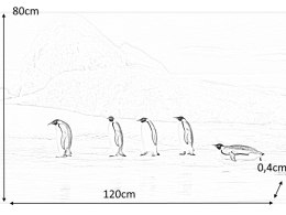 SIGNAL OBRAZ PENGUINS 120X80 - obraz na szkle hartowanym, pingwiny biały, czarny, błękitny