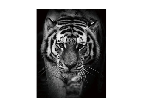 SIGNAL OBRAZ TIGER 80X120 - obraz na szkle hartowanym, tygrys czarno biały SIGNAL OBRAZ TIGER 80X120 - obraz na szkle hartowanym, tygrys czarno biały