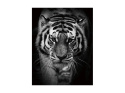 SIGNAL OBRAZ TIGER 80X120 - obraz na szkle hartowanym, tygrys czarno biały SIGNAL OBRAZ TIGER 80X120 - obraz na szkle hartowanym, tygrys czarno biały