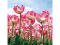 SIGNAL OBRAZ TULIPS 80X80 - obraz na szkle hartowanym, tulipany różowe