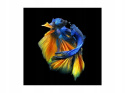 SIGNAL OBRAZ BETTA I 80X80 - obraz na szkle hartowanym, fauna morska SIGNAL OBRAZ BETTA I 80X80 - obraz na szkle hartowanym, fauna morska