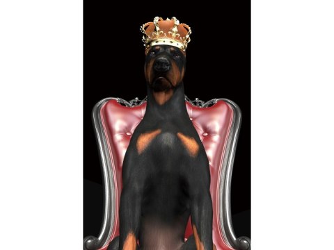 OBRAZ DOG IN CROWN 80X120 OBRAZ DOG IN CROWN 80X120
