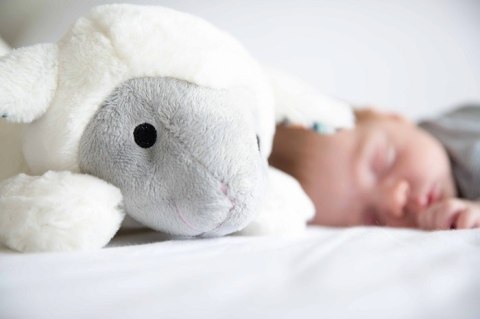 Zazu Kids Zazu LIZ Szumiąca Przytulanka Owca Zazu Kids Zazu LIZ Szumiąca Przytulanka Owca