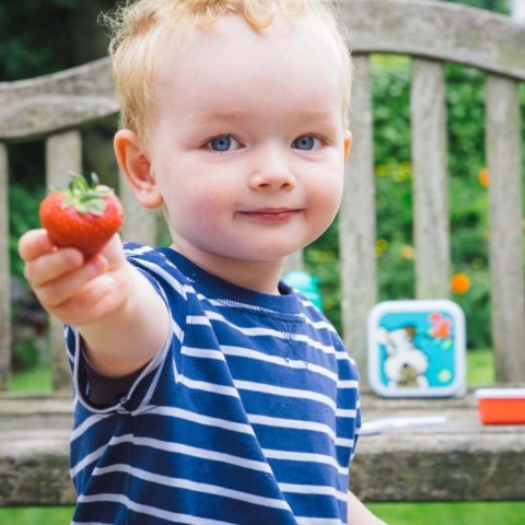 Tum Tum Tum Tum Pojemniki Na Żywność Piesek 4 szt. Tum Tum Tum Tum Pojemniki Na Żywność Piesek 4 szt.