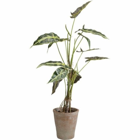 Kare Design KARE roślina dekoracyjna ALOCASIA 80 cm Kare Design KARE roślina dekoracyjna ALOCASIA 80 cm