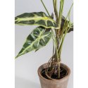 Kare Design KARE roślina dekoracyjna ALOCASIA 80 cm Kare Design KARE roślina dekoracyjna ALOCASIA 80 cm