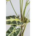 Kare Design KARE roślina dekoracyjna ALOCASIA 80 cm Kare Design KARE roślina dekoracyjna ALOCASIA 80 cm