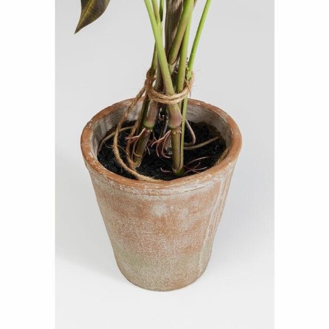 Kare Design KARE roślina dekoracyjna ALOCASIA 80 cm Kare Design KARE roślina dekoracyjna ALOCASIA 80 cm