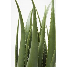 Kare Design KARE roślina dekoracyjna ALOE 69 cm