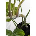 Kare Design KARE roślina dekoracyjna MONSTERA 110 cm Kare Design KARE roślina dekoracyjna MONSTERA 110 cm