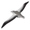 Eugy Eugy Układanka Eko 3D Albatros Eugy Eugy Układanka Eko 3D Albatros