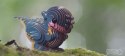 Eugy Eugy Układanka Eko 3D Pachycefalozaur Eugy Eugy Układanka Eko 3D Pachycefalozaur