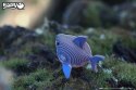 Eugy Eugy Układanka Eko 3D Rekin Eugy Eugy Układanka Eko 3D Rekin