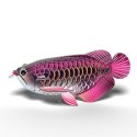 Eugy Eugy Układanka Eko 3D Ryba Arowana Azjatycka Eugy Eugy Układanka Eko 3D Ryba Arowana Azjatycka