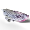 Eugy Eugy Układanka Eko 3D Ryba Arowana Srebrna Eugy Eugy Układanka Eko 3D Ryba Arowana Srebrna