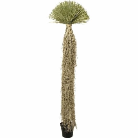 Kare Design KARE roślina dekoracyjna YUCCA ROSTRATA 240 cm Kare Design KARE roślina dekoracyjna YUCCA ROSTRATA 240 cm