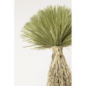 Kare Design KARE roślina dekoracyjna YUCCA ROSTRATA 240 cm Kare Design KARE roślina dekoracyjna YUCCA ROSTRATA 240 cm
