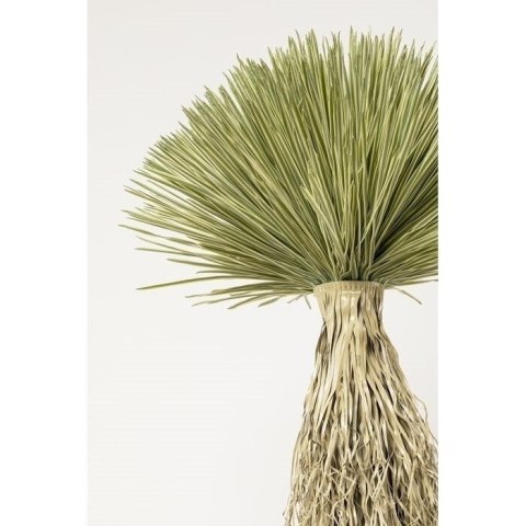 Kare Design KARE roślina dekoracyjna YUCCA ROSTRATA 240 cm Kare Design KARE roślina dekoracyjna YUCCA ROSTRATA 240 cm