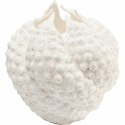 Kare Design KARE wazon dekoracyjny ANEMONE 26cm biały Kare Design KARE wazon dekoracyjny ANEMONE 26cm biały