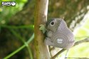 Eugy Eugy Układanka Eko 3D Koala Eugy Eugy Układanka Eko 3D Koala
