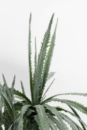 Kare Design KARE roślina dekoracyjna DRAGON TREE 155 cm