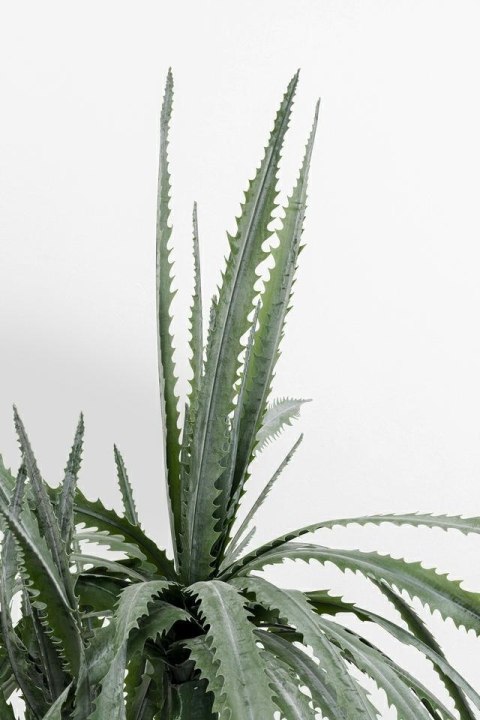 Kare Design KARE roślina dekoracyjna DRAGON TREE 155 cm