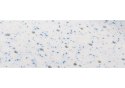 Materac z lateksem Hevea Baby Max 160x80 (Aegis Natural Care) Materac z lateksem Hevea Baby Max 160x80 (Aegis Natural Care)